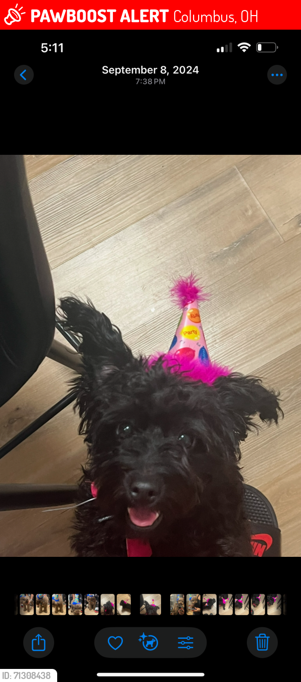 Lost Female Dog last seen Hudson , Columbus, OH 43211