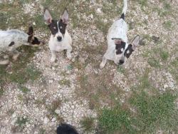 Lost Female Dog last seen Bing Engelman 1516. Around woodlake area, San Antonio, TX 78244