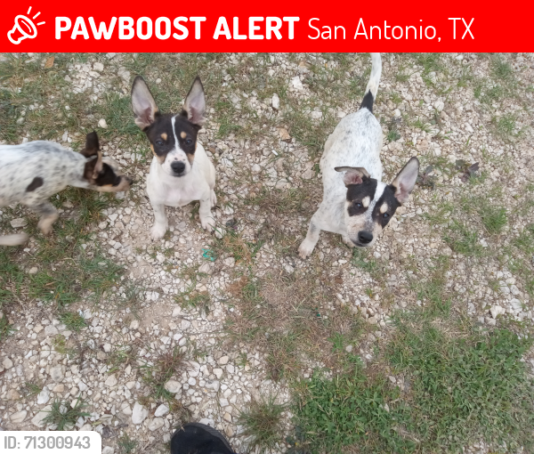 Lost Female Dog last seen Bing Engelman 1516. Around woodlake area, San Antonio, TX 78244
