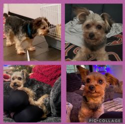 Lost Female Dog last seen Krenek and bohemian , Crosby, TX 77532