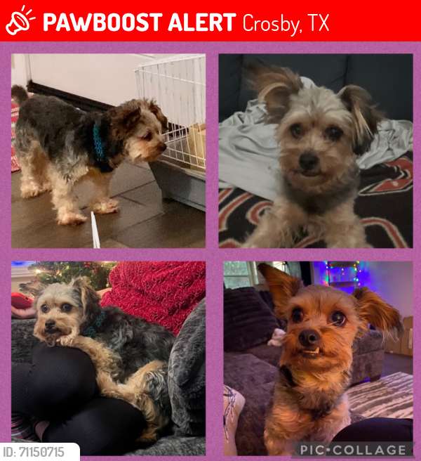 Lost Female Dog last seen Krenek and bohemian , Crosby, TX 77532