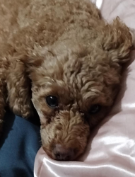 Lost Female Dog last seen Williamson Circle and Myers Ave by the baseball fields (Market Commons)., Myrtle Beach, SC 29577
