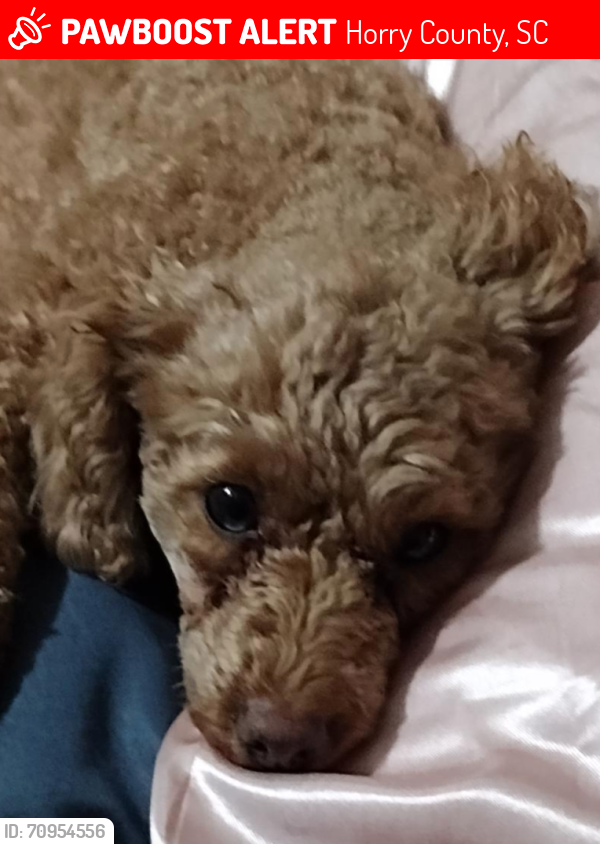Lost Female Dog last seen Williamson Circle and Myers Ave by the baseball fields (Market Commons)., Myrtle Beach, SC 29577