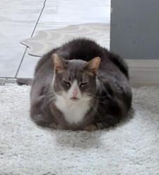 Lost Female Cat last seen Plymouth, DeLand, FL 32724