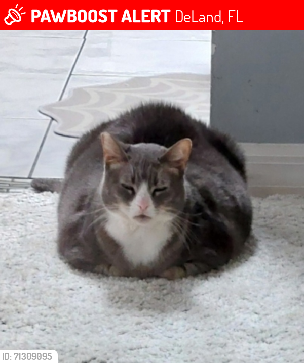 Lost Female Cat last seen Plymouth, DeLand, FL 32724