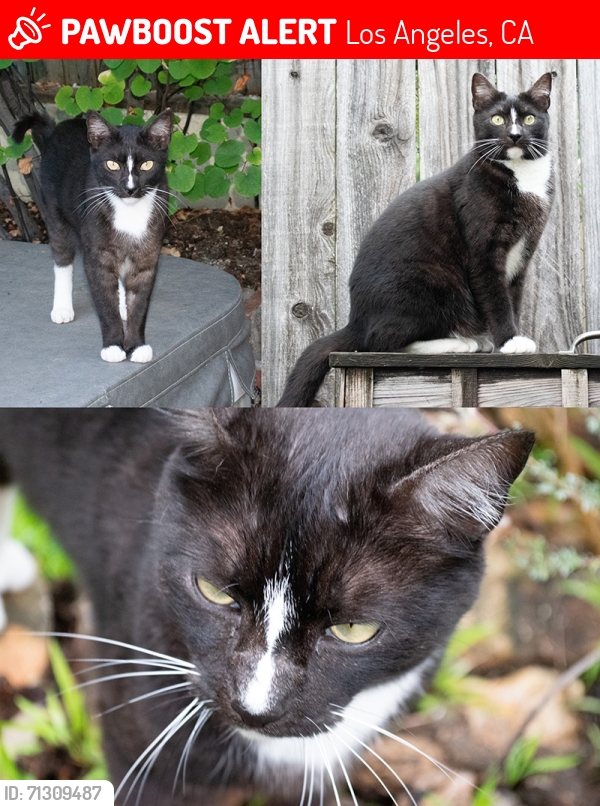 Lost Male Cat last seen Mesa Ave and N.Ave 61, Los Angeles, CA 90042