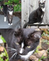 Lost Male Cat last seen Mesa Ave and N.Ave 61, Los Angeles, CA 90042