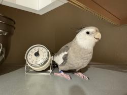 Lost Male Bird last seen Charlie & Jake's Barbecue, Melbourne, FL 32903