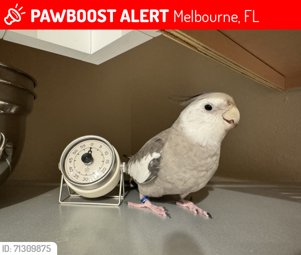 Lost Male Bird last seen Charlie & Jake's Barbecue, Melbourne, FL 32903