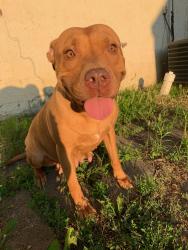 Lost Female Dog last seen 33hwy & 68hwy , Wellsville, KS 66092