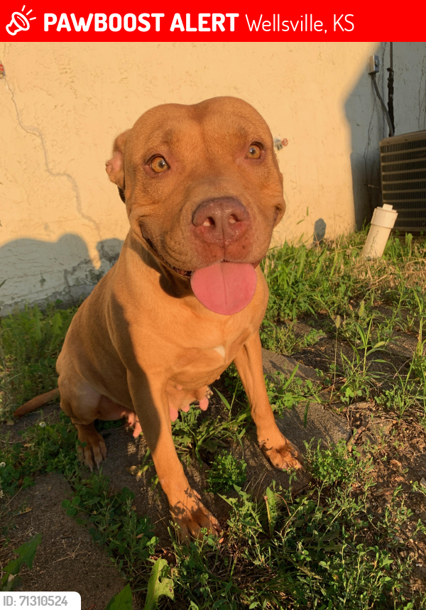 Lost Female Dog last seen 33hwy & 68hwy , Wellsville, KS 66092