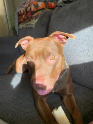 Lost Female Dog last seen 33hwy & 68hwy, Pawnee Rd , Wellsville, KS 66092