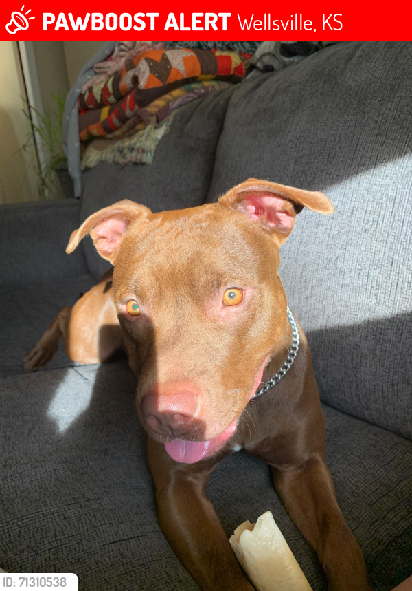 Lost Female Dog last seen 33hwy & 68hwy, Pawnee Rd , Wellsville, KS 66092