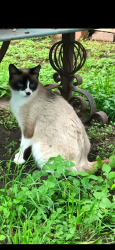 Lost Female Cat last seen Hearne and DeSoto , San Antonio, TX 78225