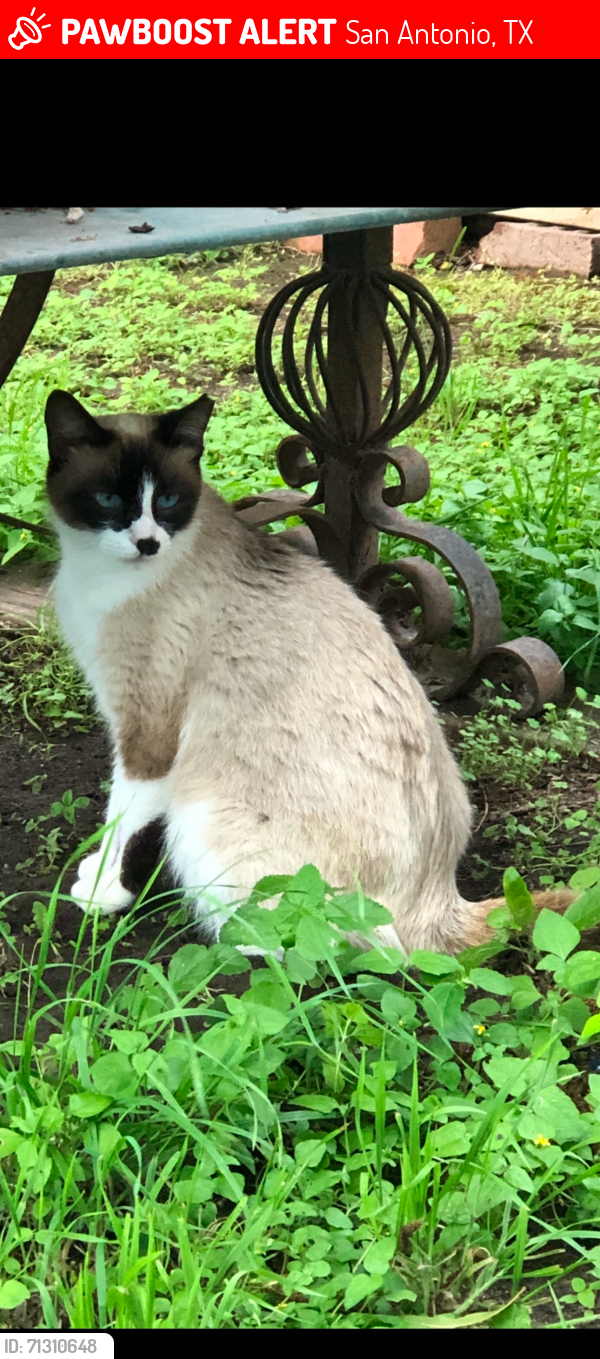 Lost Female Cat last seen Hearne and DeSoto , San Antonio, TX 78225