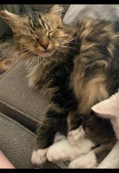 Lost Female Cat last seen 93rd Ave and Palmer, Peoria, AZ 85345