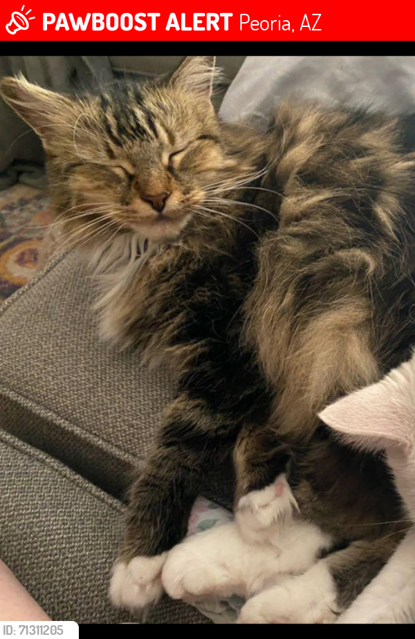 Lost Female Cat last seen 93rd Ave and Palmer, Peoria, AZ 85345