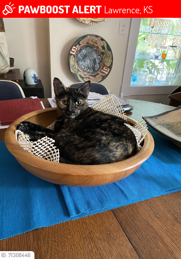 Lost Female Cat last seen Near street and Mass st , Lawrence, KS 66046