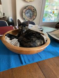 Lost Female Cat last seen Near street and Mass st , Lawrence, KS 66046