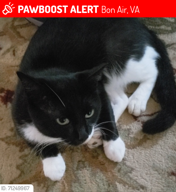 Lost Male Cat last seen heritage commons. Near Huguenot park, Bon Air, VA 23235