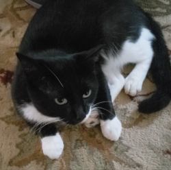 Lost Male Cat last seen heritage commons. Near Huguenot park, Bon Air, VA 23235