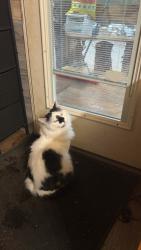 Lost Male Cat last seen Independent Hill, Arrington, TN 37014