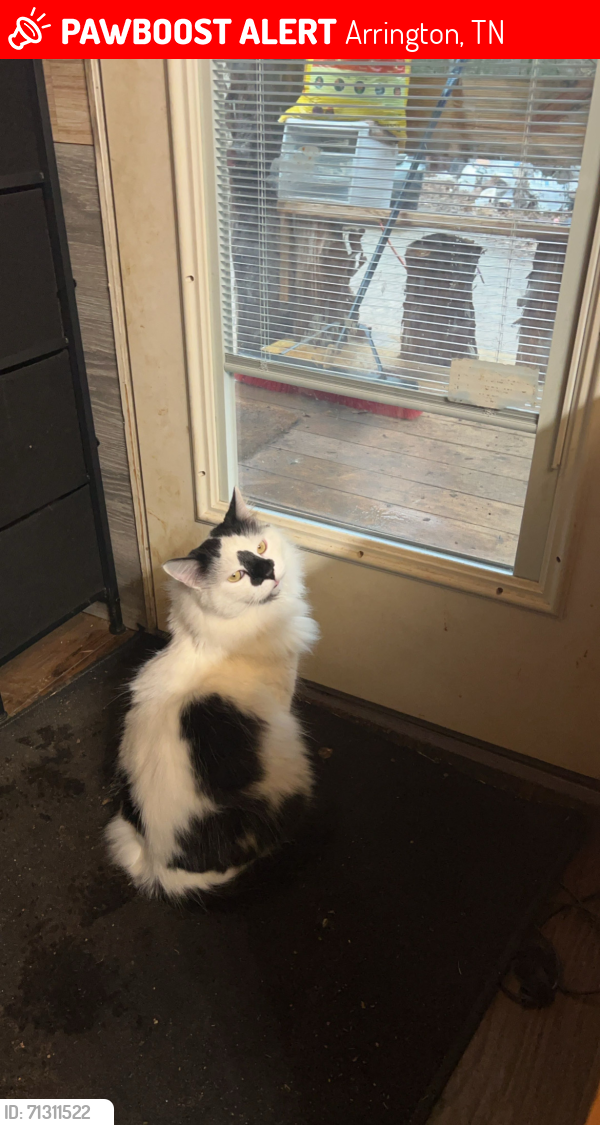 Lost Male Cat last seen Independent Hill, Arrington, TN 37014