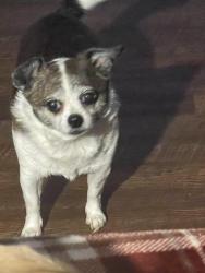 Lost Female Dog last seen M road , Rutherford County, TN 37127
