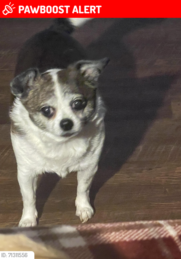 Lost Female Dog last seen M road, Rutherford County, TN 37127