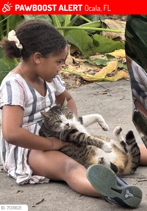 Lost Male Cat last seen Near ne 30th street Ocala fl 34479, Ocala, FL 34479