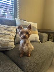 Lost Female Dog last seen Near Carly Drive, Killeen, Texas, Killeen, TX 76542