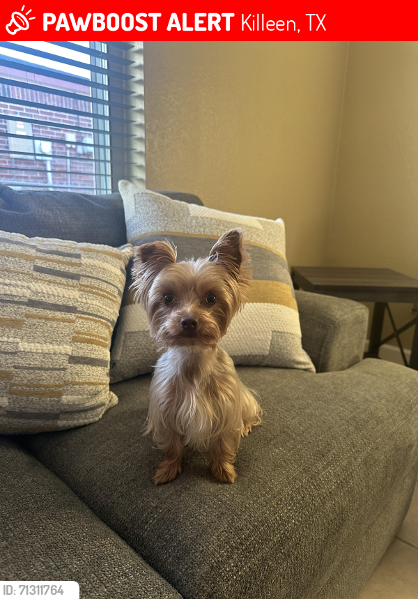 Lost Female Dog last seen Near Carly Drive, Killeen, Texas, Killeen, TX 76542