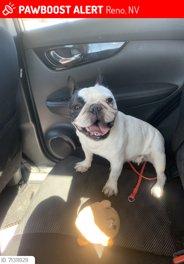 Lost Female Dog last seen Amozon, Reno, NV 89506