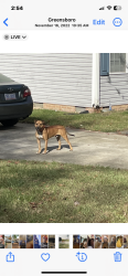 Lost Male Dog last seen Dog pounds, Archdale, NC 27263