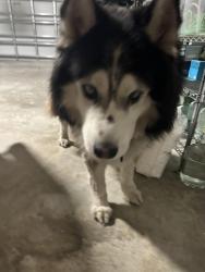 Reunited Unknown Dog last seen Santo Domingo Ave SW & Tucker St SW, Palm Bay, FL 32908
