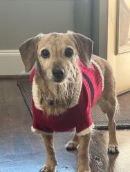 Lost Female Dog last seen Two apmt buildings at each corner, Houston, TX 77081
