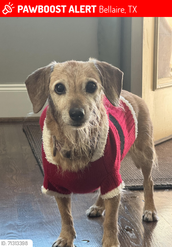 Lost Female Dog last seen Two apmt buildings at each corner, Houston, TX 77081