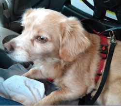 Lost Male Dog last seen Holley n 87, Gulf Breeze, FL 32563