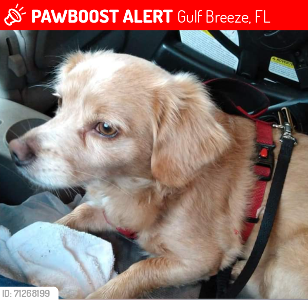 Lost Male Dog last seen Holley n 87, Gulf Breeze, FL 32563