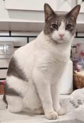 Lost Male Cat last seen Miller Rd & Roosevelt St, Scottsdale, AZ 85257