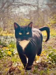 Lost Male Cat last seen South Lynnhaven and Silina , Virginia Beach, VA 23452