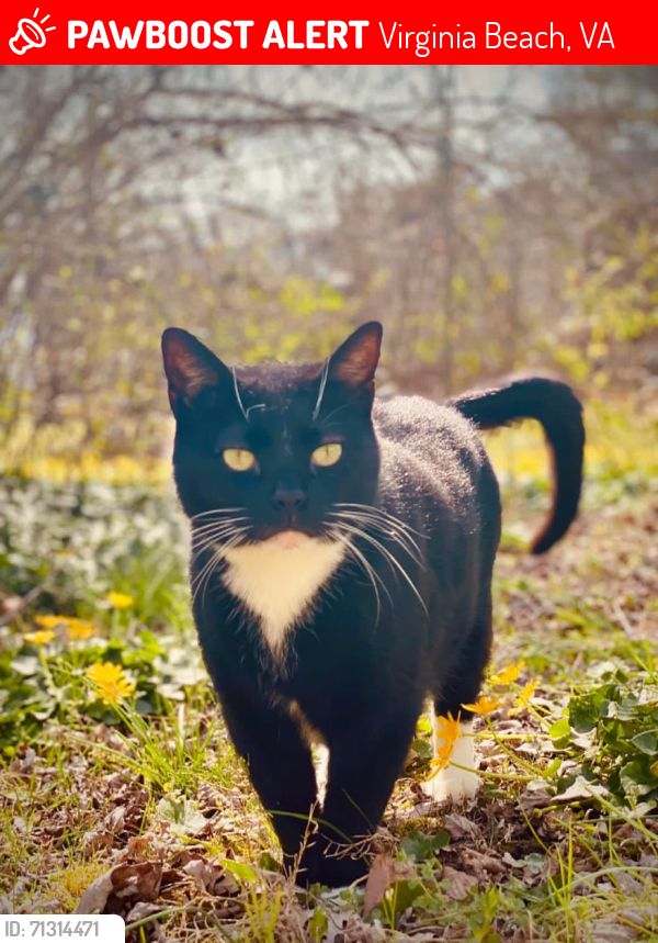 Lost Male Cat last seen South Lynnhaven and Silina , Virginia Beach, VA 23452