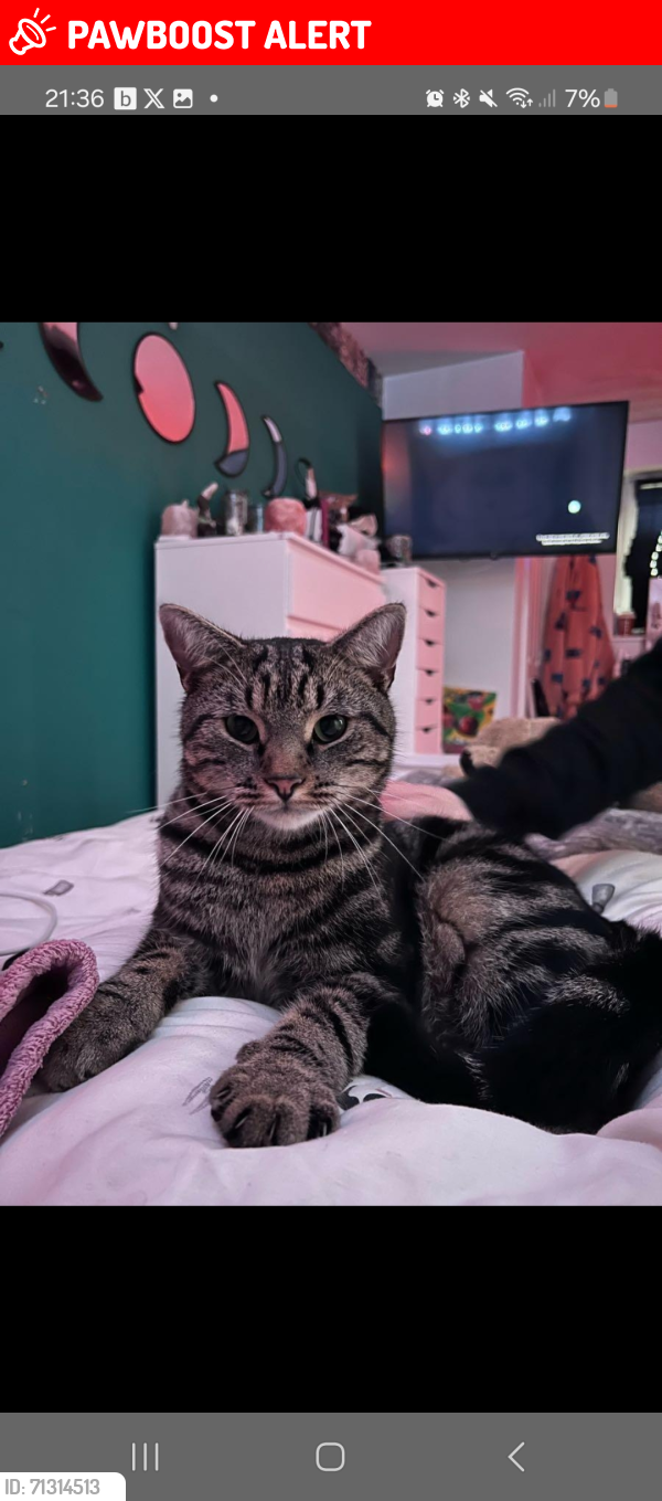 Lost Male Cat last seen Blagdon, Blagdon, England BS40