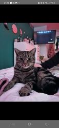 Lost Male Cat last seen Blagdon , Blagdon, England BS40