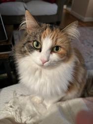 Lost Female Cat last seen Clinton SC, Clinton, SC 29325