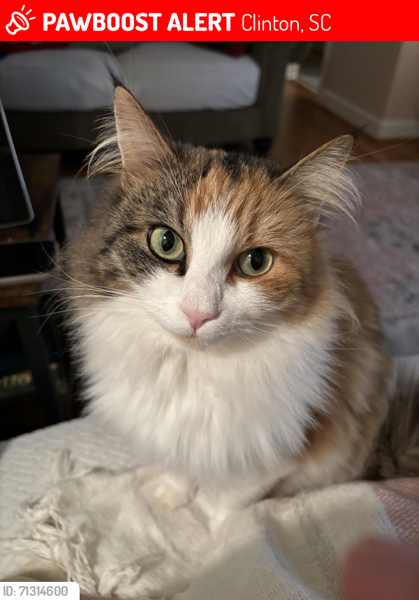 Lost Female Cat last seen Clinton SC, Clinton, SC 29325
