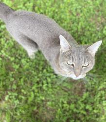 Lost Female Cat last seen Scofield Ridge and Lamplight Ave, Austin, TX 78727