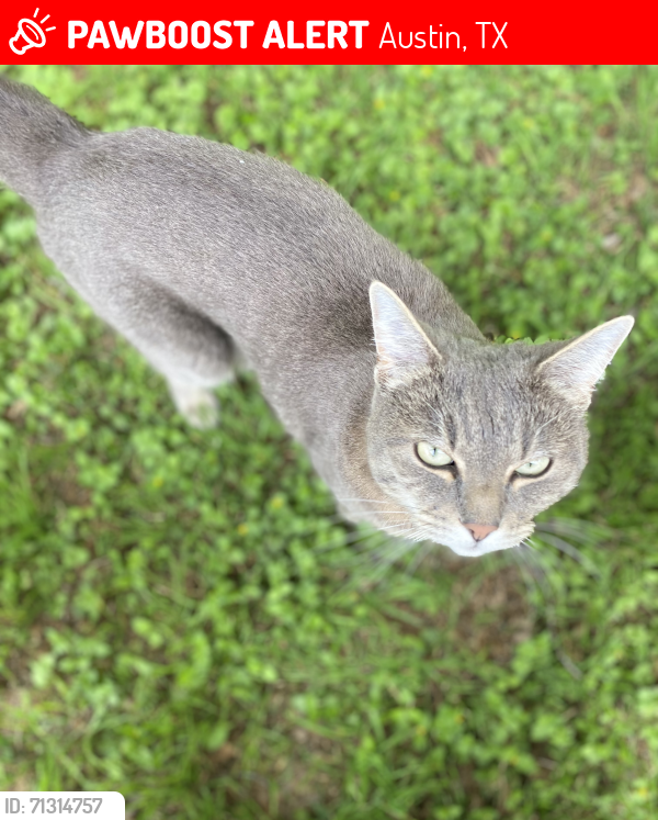 Lost Female Cat last seen Scofield Ridge and Lamplight Ave, Austin, TX 78727