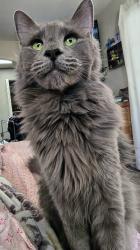 Reunited Male Cat last seen Near E Irwin Ave, Mesa, AZ 85204