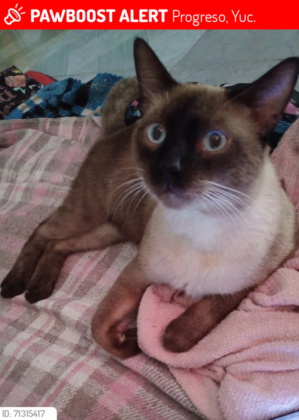 Lost Male Cat last seen Colonia ciénega 2000, Progreso, Yuc. 
